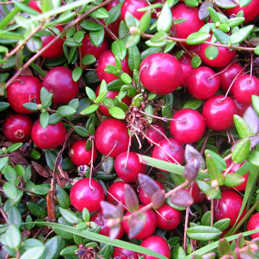 http://gardener.klandaic.com/potokadr/berries/7cranberry1.jpg