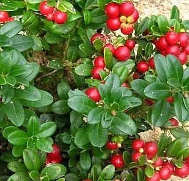 http://gardener.klandaic.com/potokadr/berries/8cowberry4.jpg