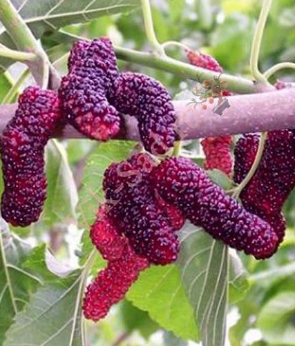 http://gardener.klandaic.com/potokadr/fruits/12mulberry6.jpg