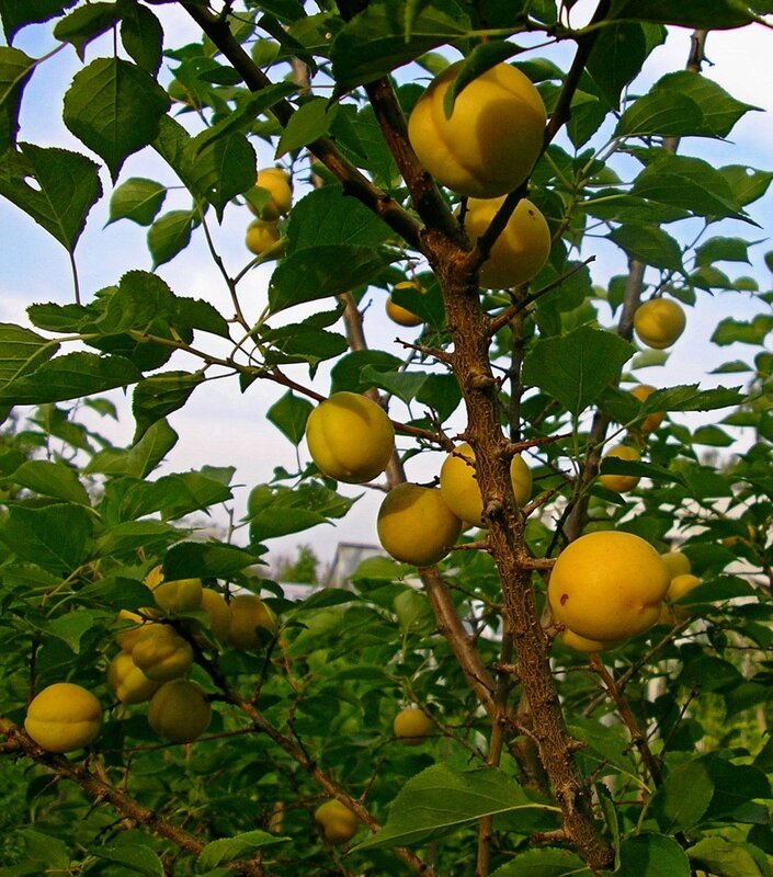 http://gardener.klandaic.com/potokadr/fruits/3apricots.jpg