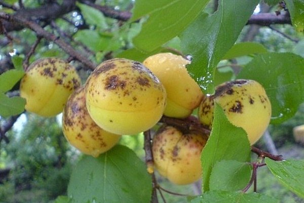 http://gardener.klandaic.com/potokadr/fruits/3apricots19.jpg