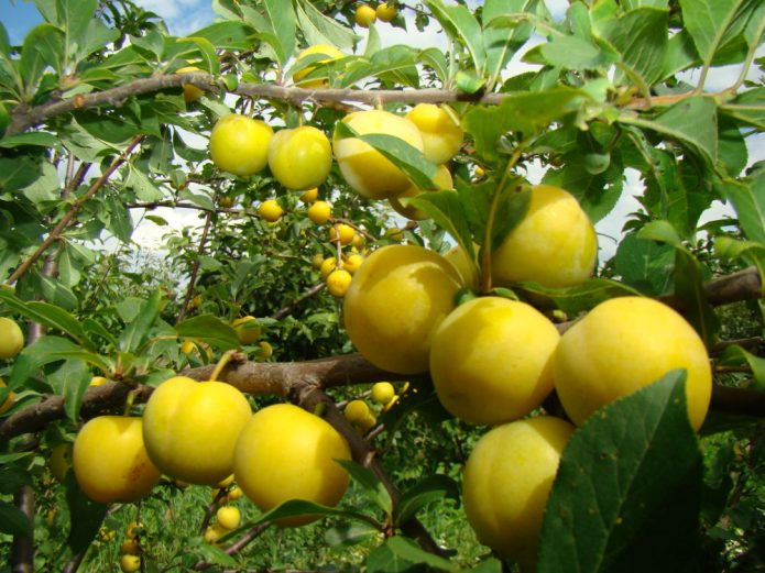 http://gardener.klandaic.com/potokadr/fruits/6cherry-plum1.jpg