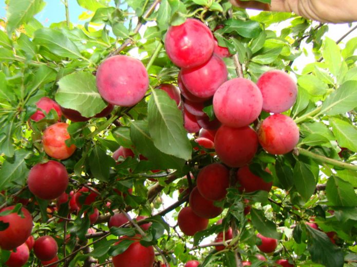 http://gardener.klandaic.com/potokadr/fruits/6cherry-plum3.jpg