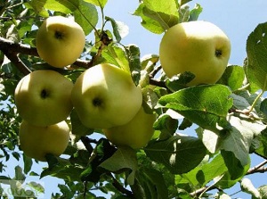 http://gardener.klandaic.com/potokadr/fruits/8apple_trees11.jpg