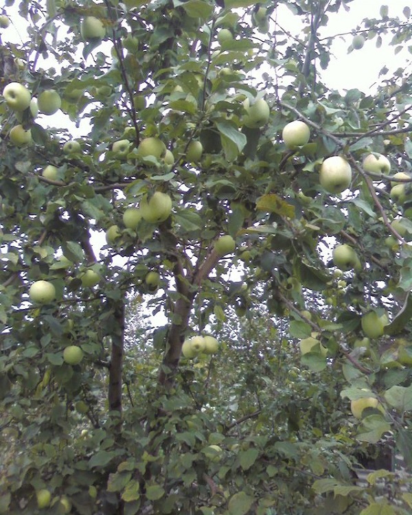 http://gardener.klandaic.com/potokadr/fruits/8apple_trees14.jpg