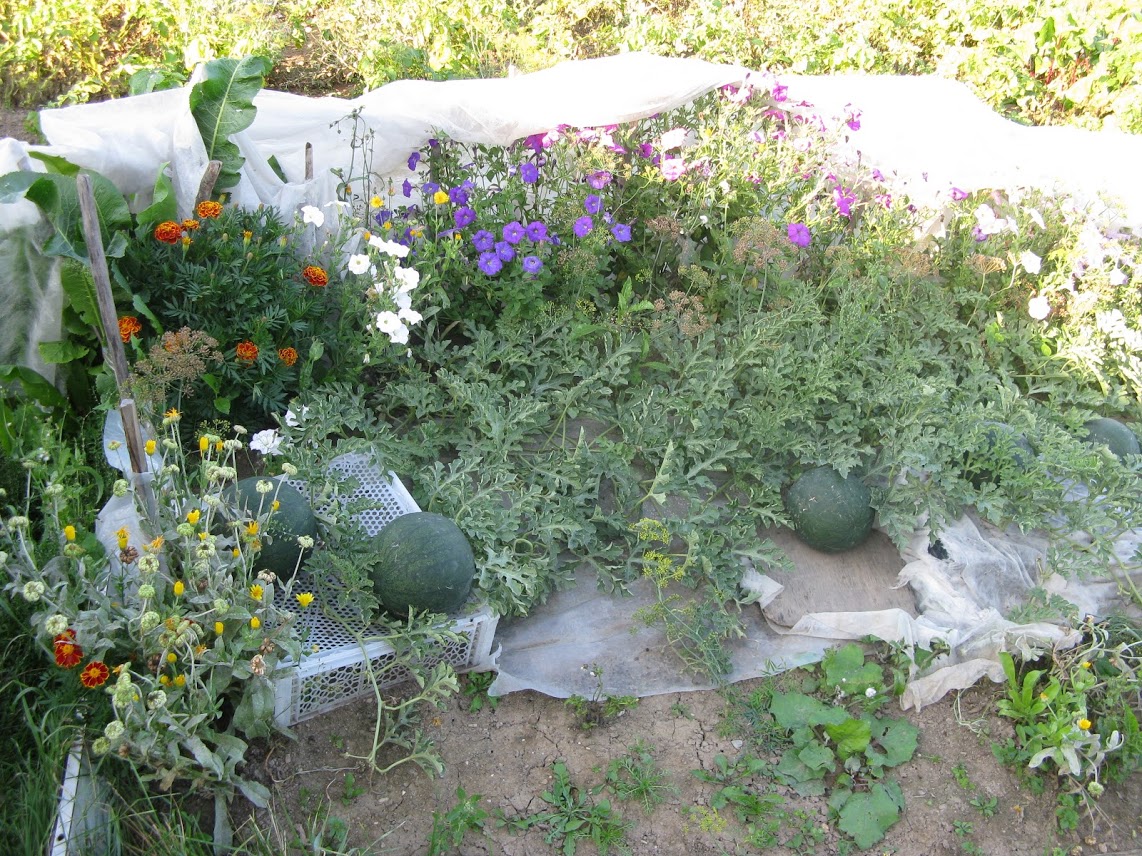 http://gardener.klandaic.com/potokadr/vegetables/vegetable1.jpg