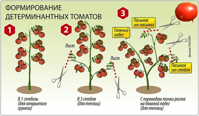 http://gardener.klandaic.com/potokadr/vegetables/vegetable174.jpg